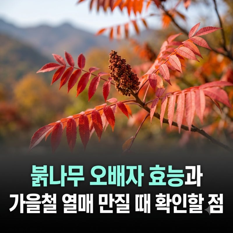 붉나무 오배자 효능과 가을철 열매 만질 때 확인할 점