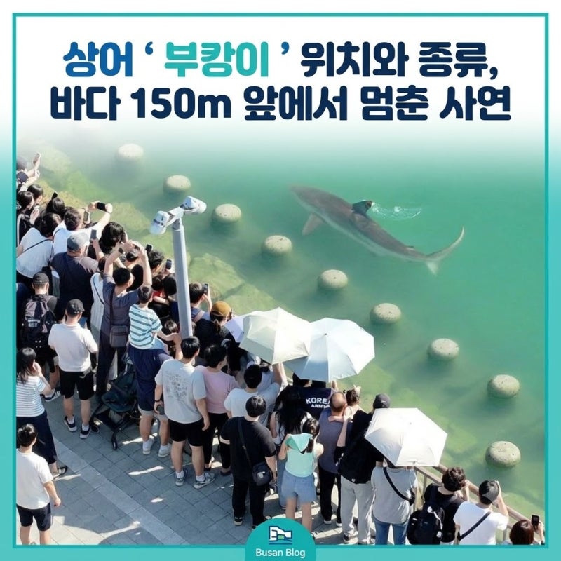 부산 북항 상어 ' 부캉이 ' 위치와 종류, 바다 150m 앞에서 멈춘 사연 총정리(+ 주차 나무위키 ....