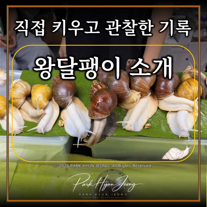 왕달팽이란?｜크기·특징·먹이·수명까지 알아보기