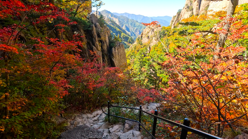 [실시간] 2026/10월설악산 단풍 절정 현황! 공룡능선·봉정암·구곡담계곡 27km