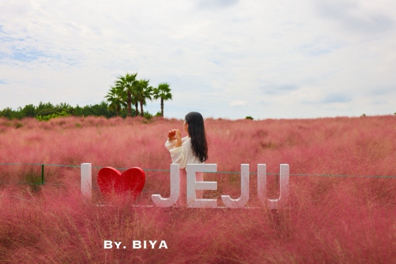 Hueree Pink Muhly Festival: A Must-Visit in Jeju in October