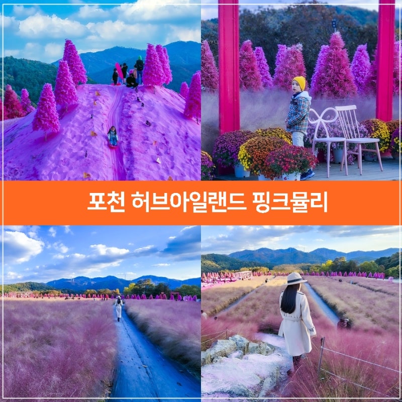 서울근교 나들이, 포천 허브아일랜드 포천 핑크뮬리 가을나들이