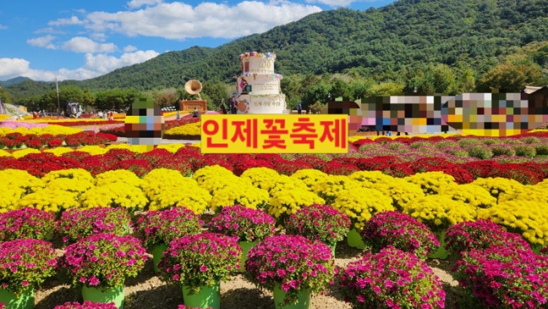 철원꽃축제보다 인제꽃축제가 더 좋은이유?