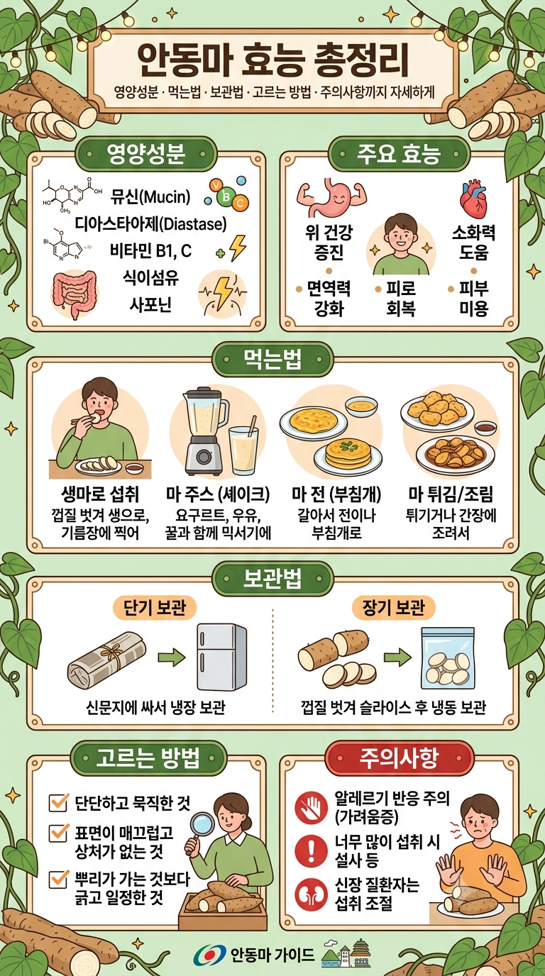 안동마 효능 총정리｜영양성분·먹는법·보관법·고르는 방법·주의사항까지 자세하게
