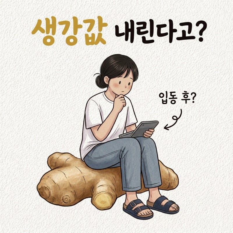 "입동 지나면 생강값 내린다고?" 생강 제철 수확시기 보관법 먹는법 생강차