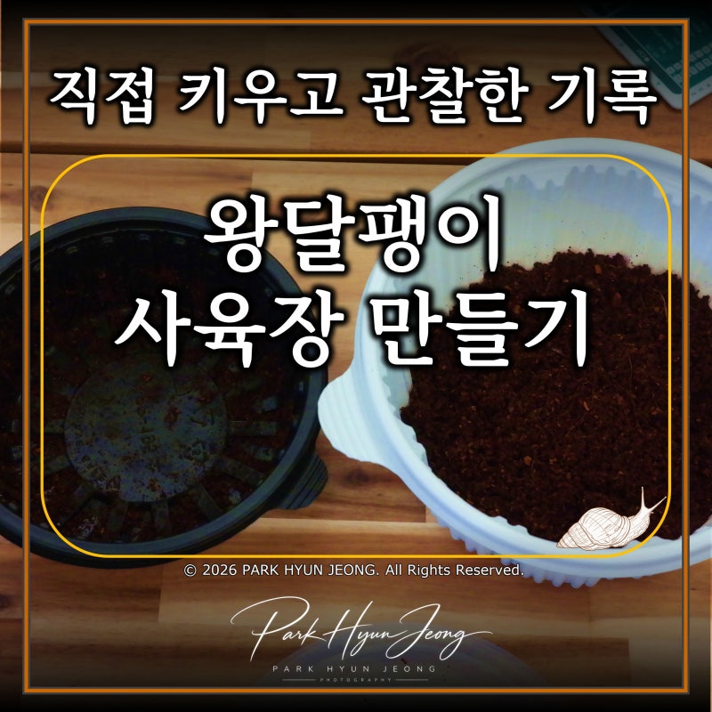 왕달팽이 사육장 만들기｜크기부터 뚜껑·환기까지 완벽 정리