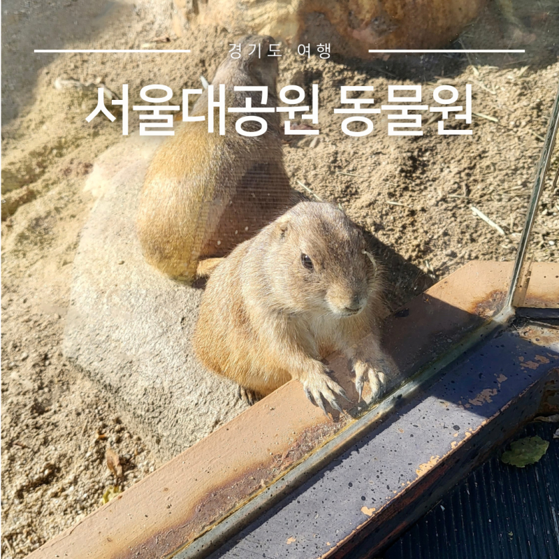Gwacheon Seoul Grand Park Zoo: A Fall Trip Review with Kids Near Seoul - Parking, Map, and Lift