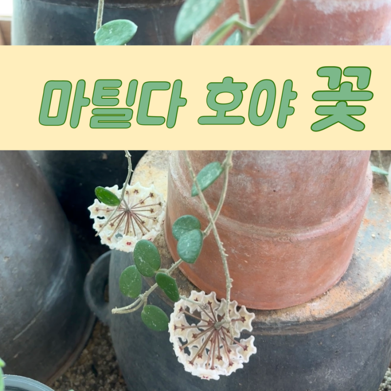 마틸다 호야 꽃 키우기