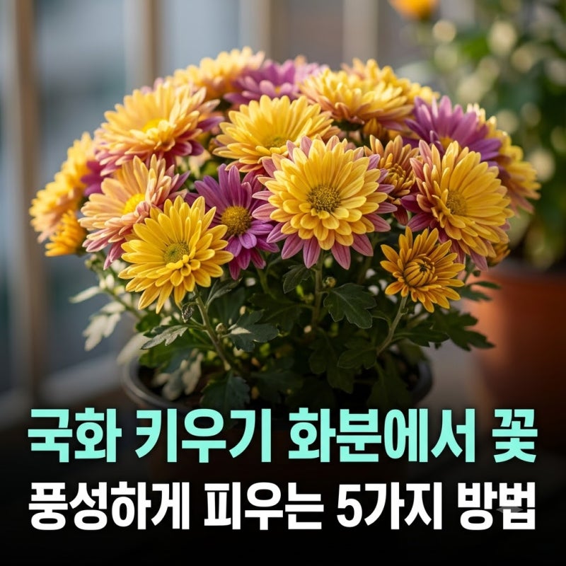 국화 키우기 화분에서 꽃 풍성하게 피우는 5가지 방법