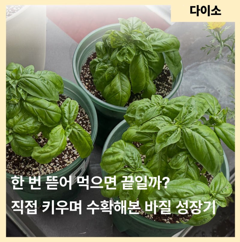 다이소 바질 씨앗 하나 심었는데, 대체 몇 번까지 먹을 수 있을까?