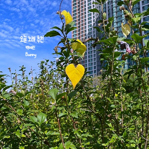 오.노.추 백예린-bunny (부제:가을 아침,하늘,꽃사진)