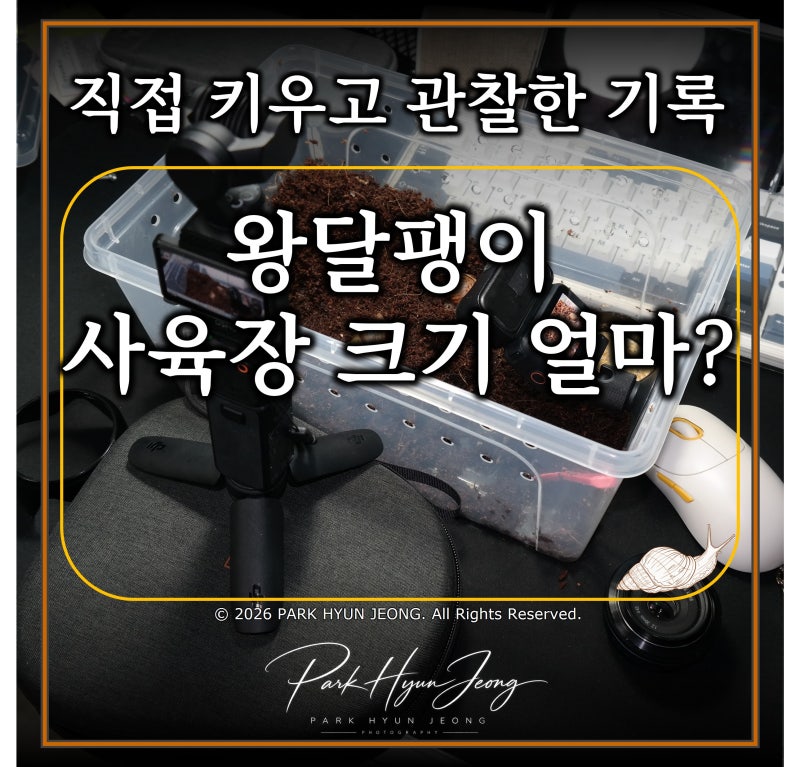 왕달팽이 키우기｜사육장 크기는 얼마나 필요할까? 뚜껑과 환기 방법까지