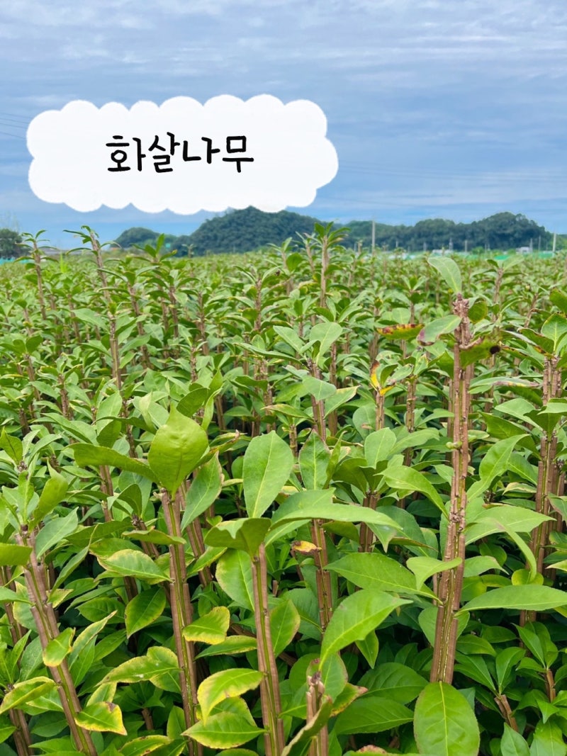 2026년 화살나무 조경공사납품 정가네농원