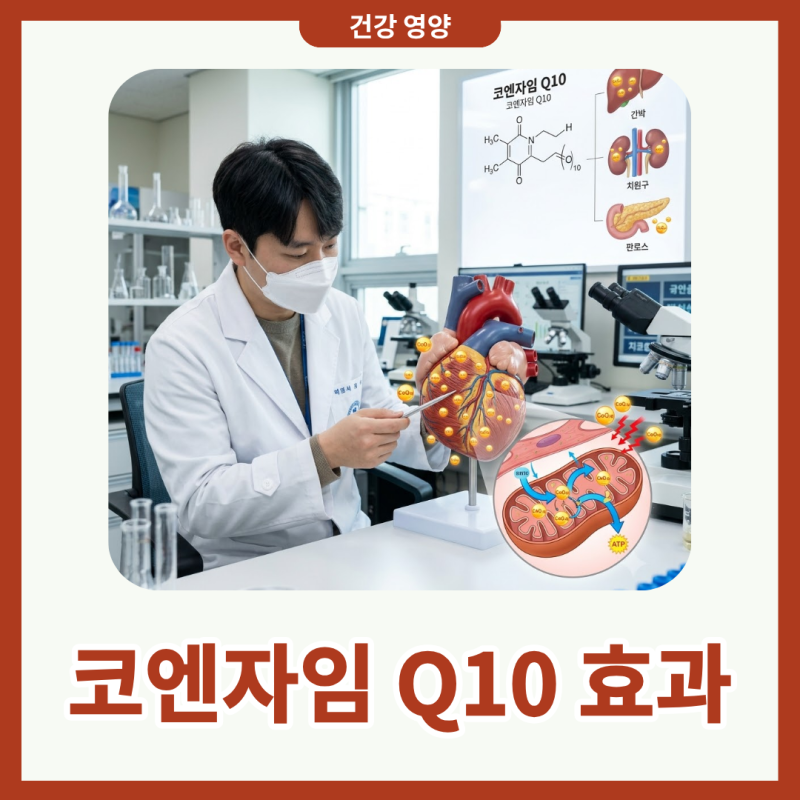 코엔자임 Q10 효과 섭취량 먹는시간 제대로 알아보기