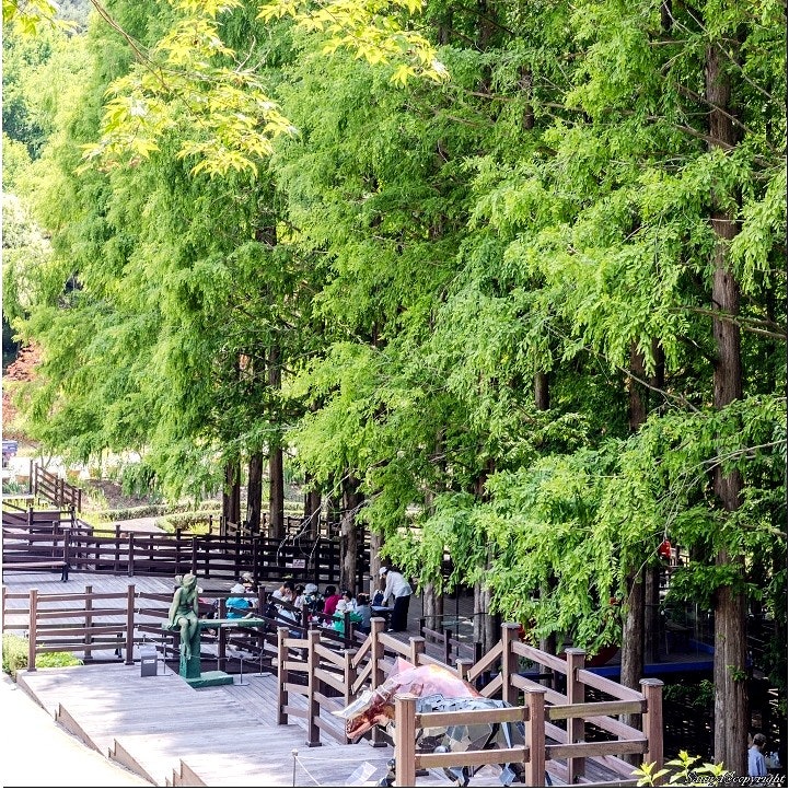 Cheongnamdae and Chujeong-ri Buckwheat Field: Places to Visit Near Daejeon and Cheongju | 2026 Cheongwon Saengmyeong Festival Schedule, Lineup, and Program
