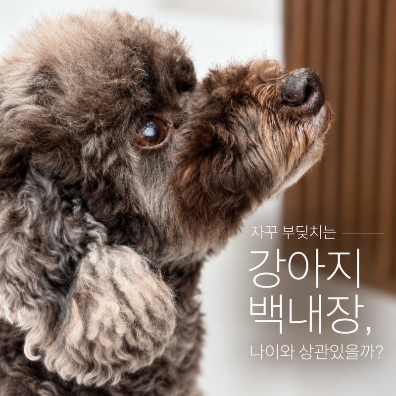 자꾸 부딪치는 강아지 백내장, 나이와 상관있을까?