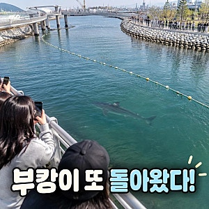 부캉이 수로 복귀 하루 만에 다시 돌아왔다