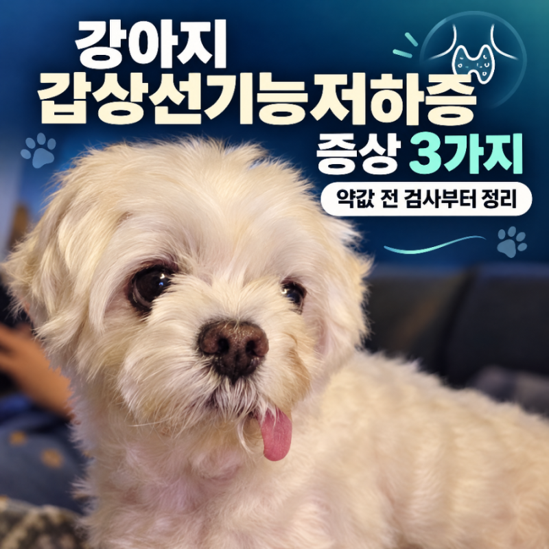 강아지 갑상선기능저하증 증상, 약값, 검사 정리