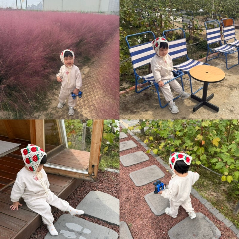 청주 여행 10월 가을명소 아이랑 가볼만한 곳 토성마을 카페 핑크뮬리 꽃구경