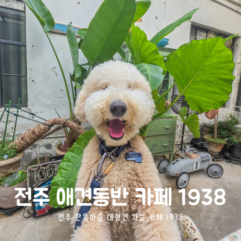 전주 한옥마을 애견동반카페 1938 대형견 방문 후기