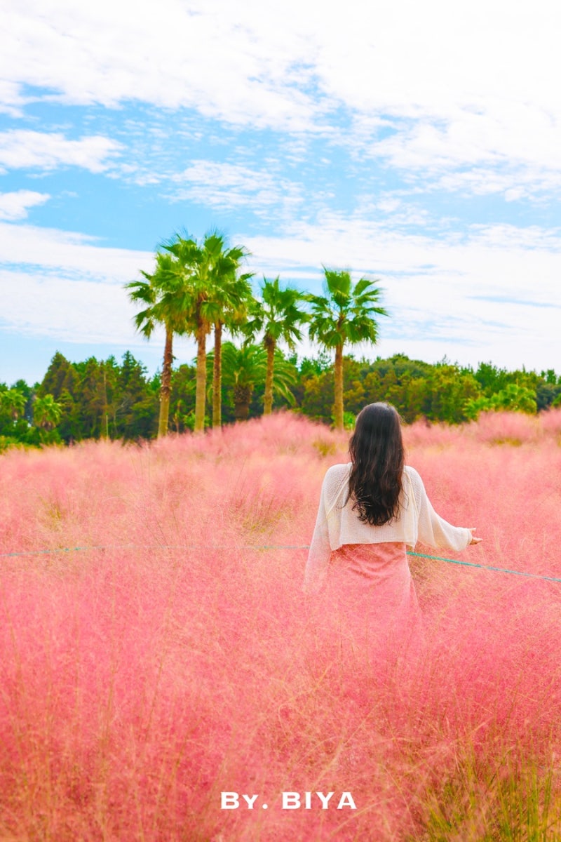 제주 핑크뮬리 명소 10월 제주도 여행 휴애리 귤따기 체험