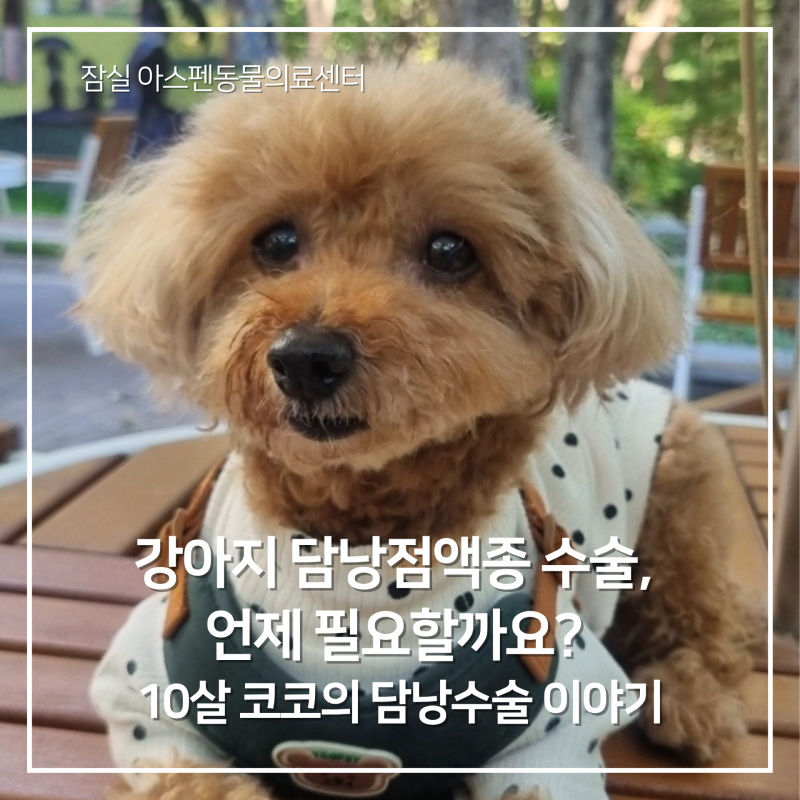 강아지 담낭점액종 수술, 언제 필요할까요? 10살 푸들 코코의 담낭절제술 | 잠실 아스펜동물....