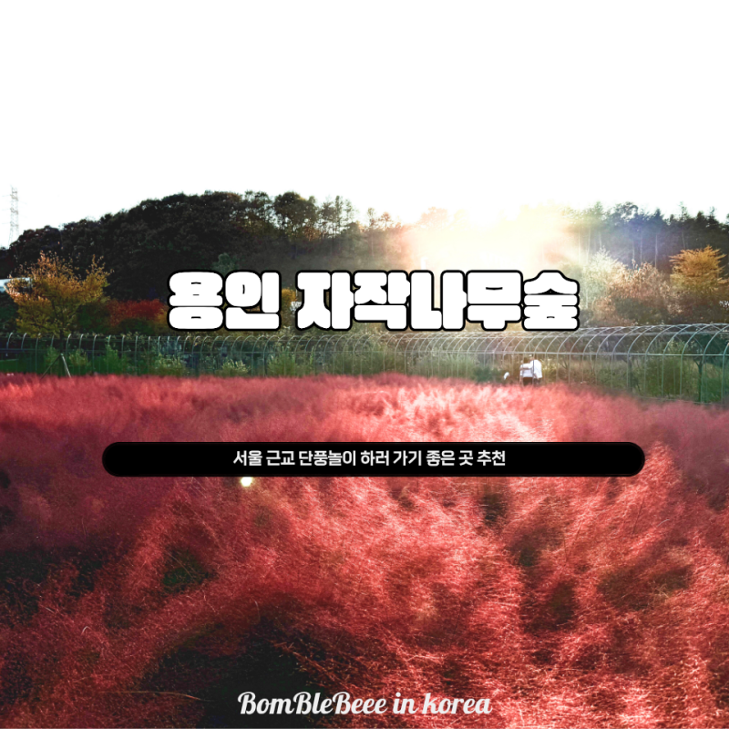 서울 근교 10월 단풍놀이 가기 좋은 용인 자작나무숲, 단풍 명소 추천