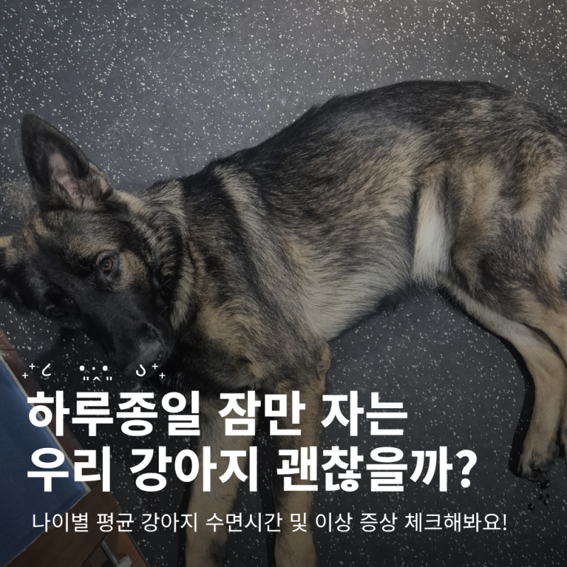 강아지가 하루종일 잠만 자요! 나이별 평균 강아지 수면시간 및 이상 증상 체크
