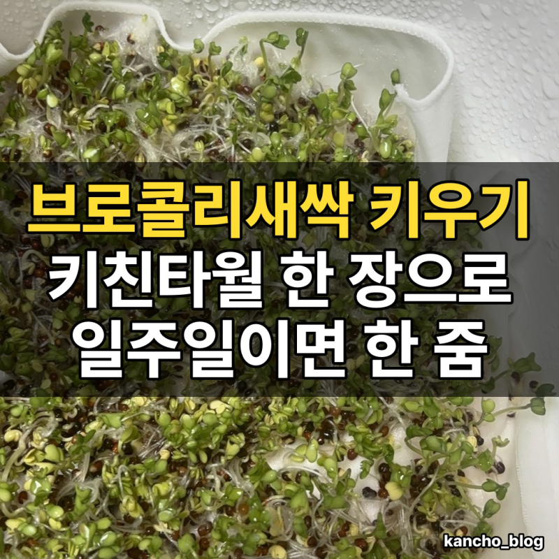 브로콜리새싹 키우기 직접 해봤어요 설포라판 브로콜리 새싹 효능과 먹는법
