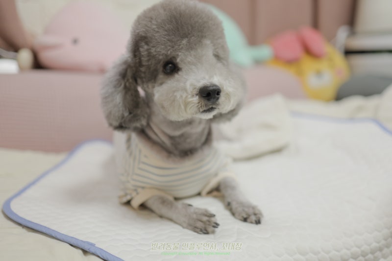 강아지 곰팡이성 피부염, 링웜이면 털부터 빠질까?