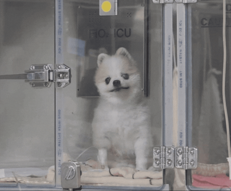 강아지 치근단농양 증상과 치료, 항생제만 먹으면 나을까?