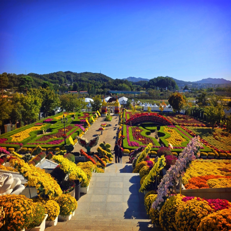 [2026 Imsil N Cheese Festival] Schedule, Parking, Shuttle Bus Routes Guide | Imsil, a Place Full of Chrysanthemums