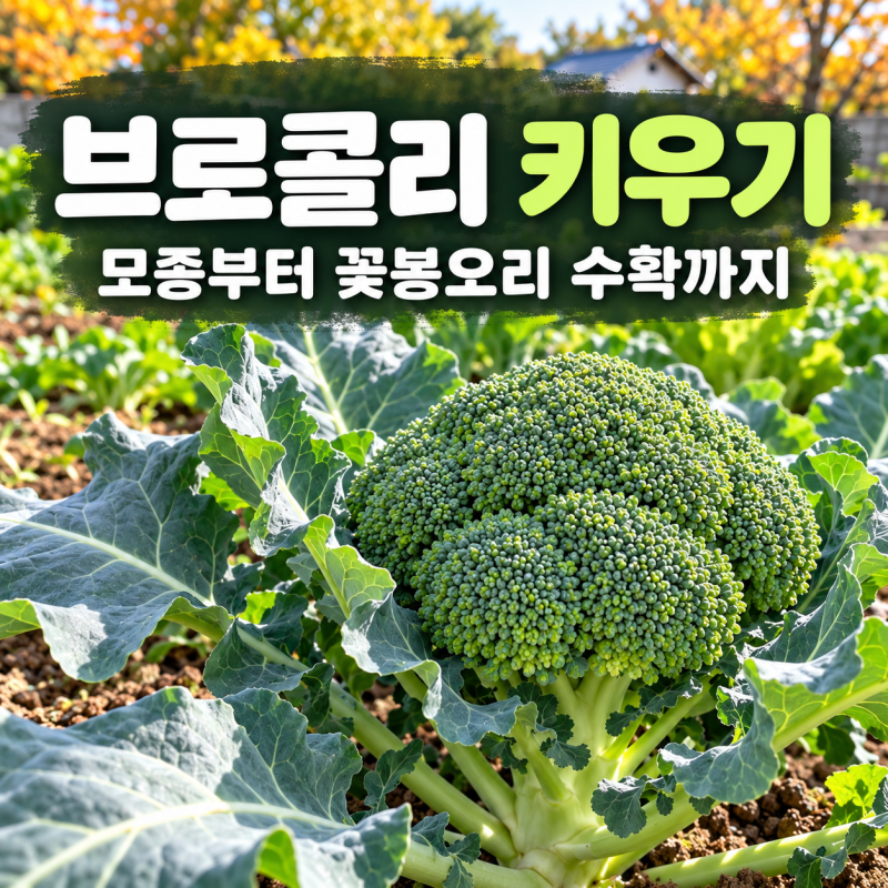 브로콜리 키우기, 모종 심기부터 꽃봉오리 관리와 수확까지