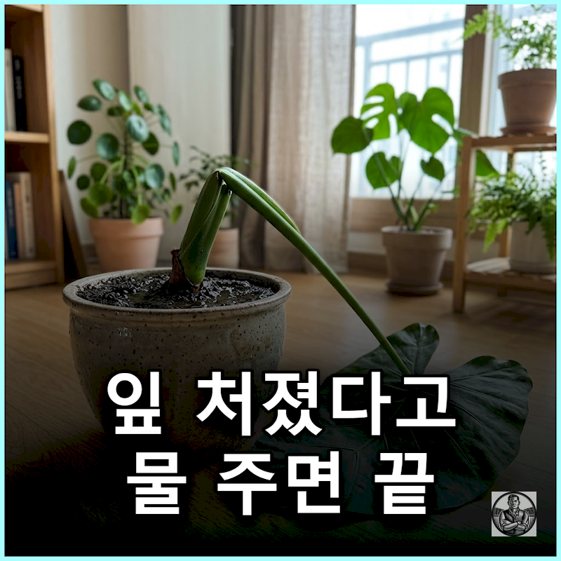 "잎 힘없이 처졌다고 물 줬다간" 알로카시아 줄기 꺾이며 무너지는 이유