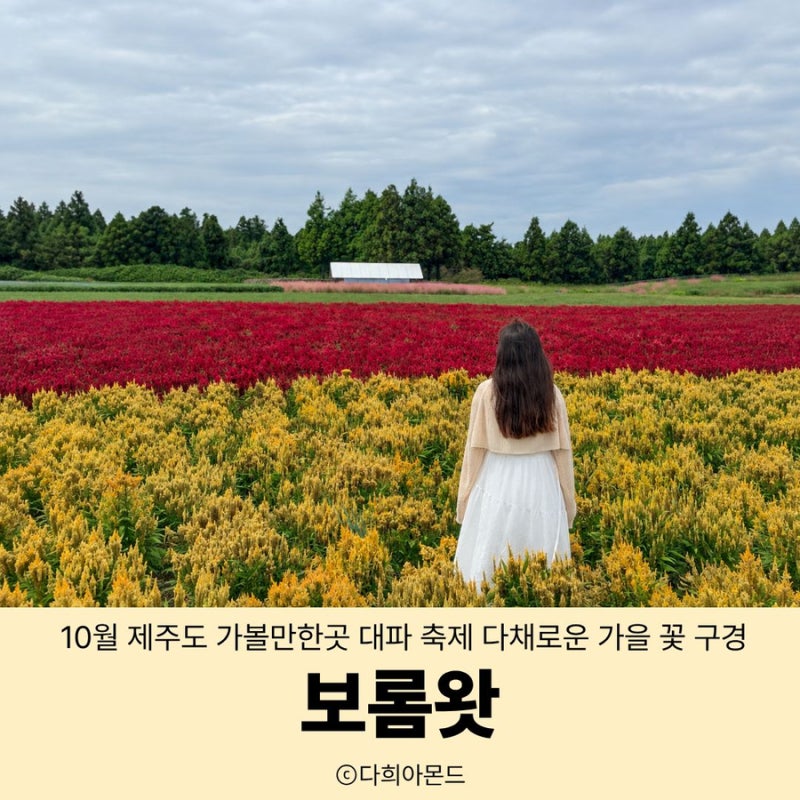 10월 제주도 가볼만한곳 보롬왓 대파 축제 다채로운 가을꽃 구경