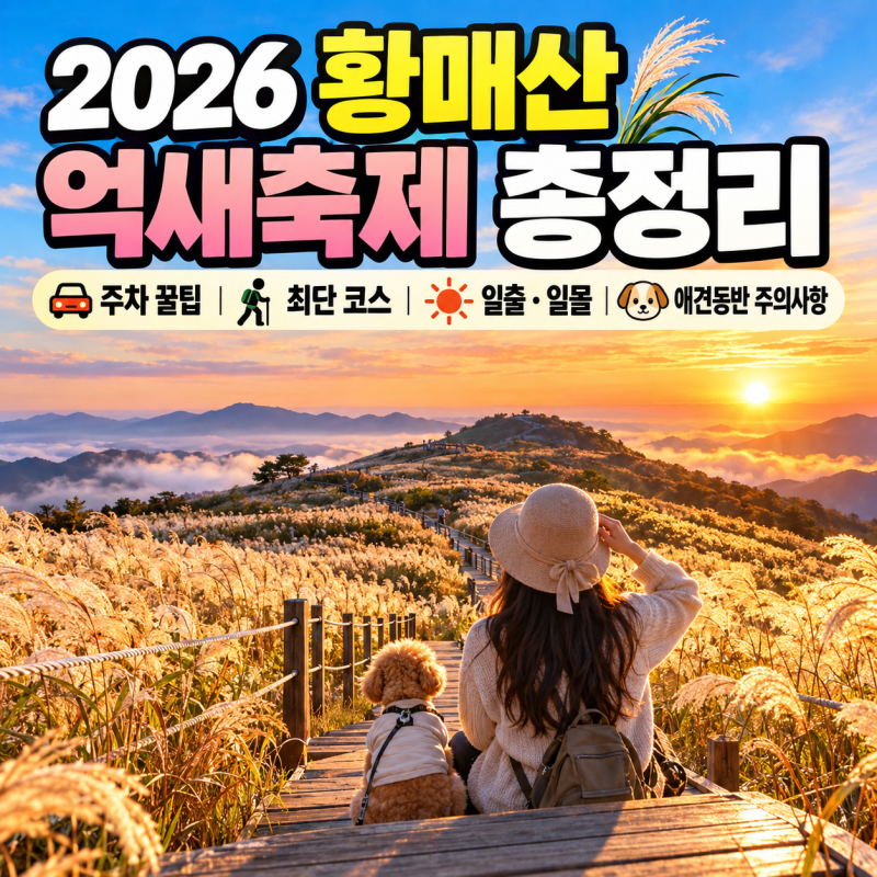 [경상남도/합천] 2026 황매산 억새축제 총정리 ㅣ 주차 꿀팁·최단 코스·일출·일몰·애견동반 ....