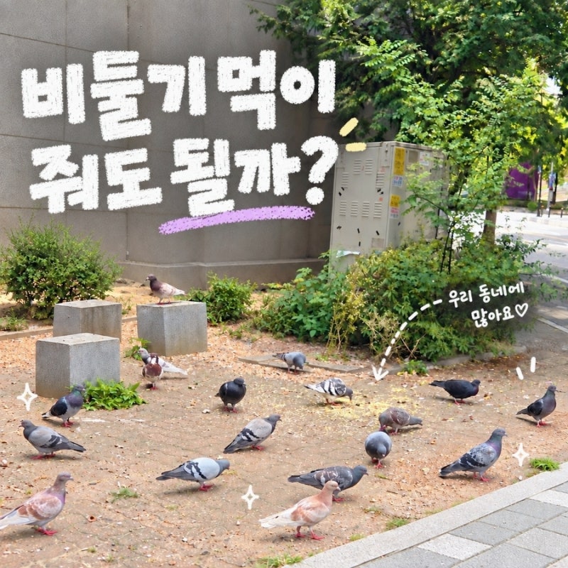 비둘기 먹이 주면 안되는 이유와 비둘기 둥지 알부화 기간