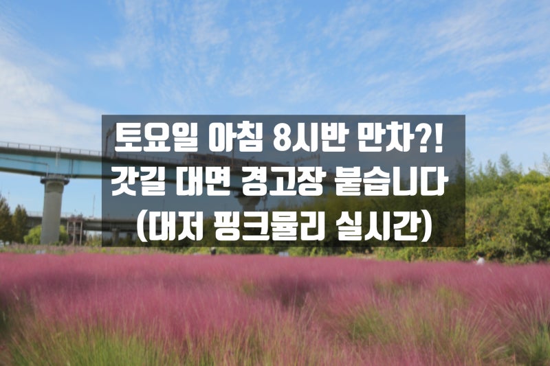 [부산 대저생태공원 핑크뮬리] 실시간 주차 전쟁! 토요일 아침 8시 40분 만차·갓길 경고장 후....