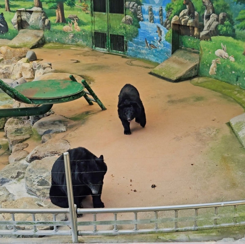 咸平親子景點：有亞洲黑熊的免費自然生態公園