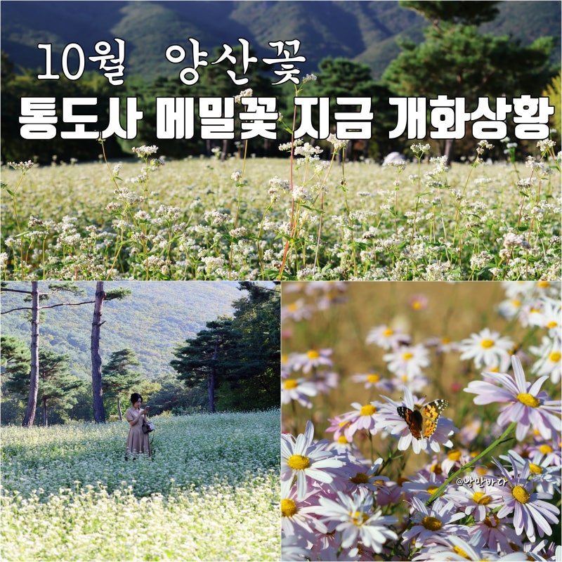 10월 양산 통도사 메밀꽃 지금 개화 상황, 통도사 암자 극락암 가는 길 구절초까지