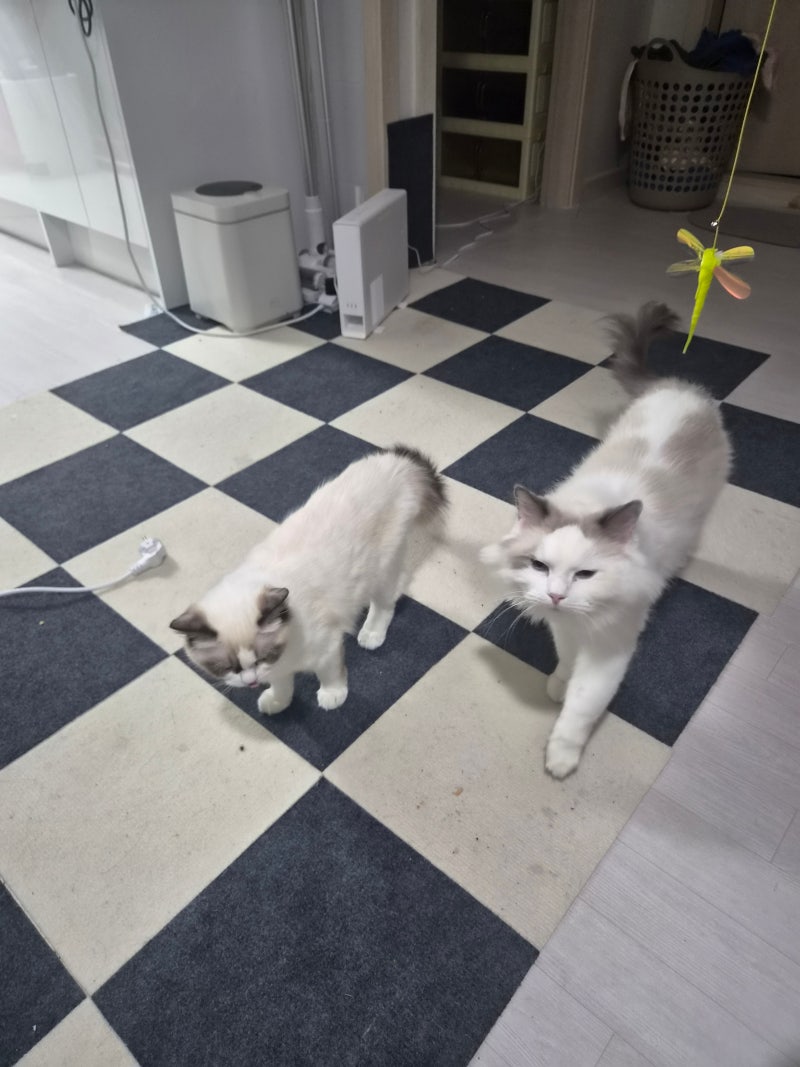 [초보 집사 일기] 고양이 맞니...? 둘째 하루의 스펙타클한 응가 테러 사건 (위생미용/하반신 ....