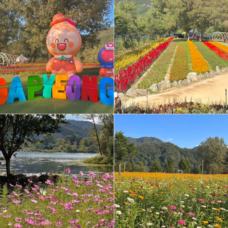 가을축체 추천 자라섬 꽃페스타 애견동반 가능 기간 입장료 주차장(26.09.27)
