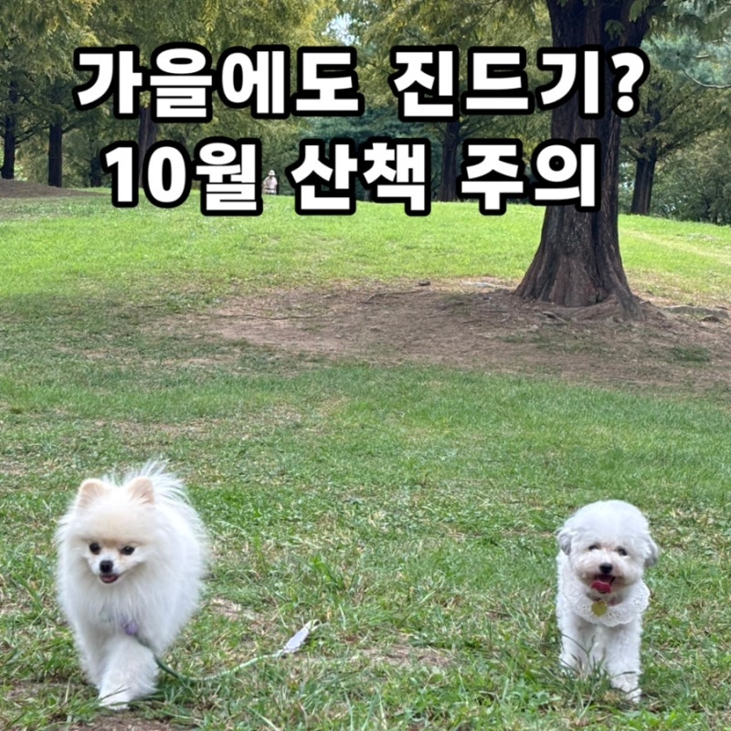 강아지 가을 진드기 조심해야 할까? 10월 산책 후 꼭 확인할 곳