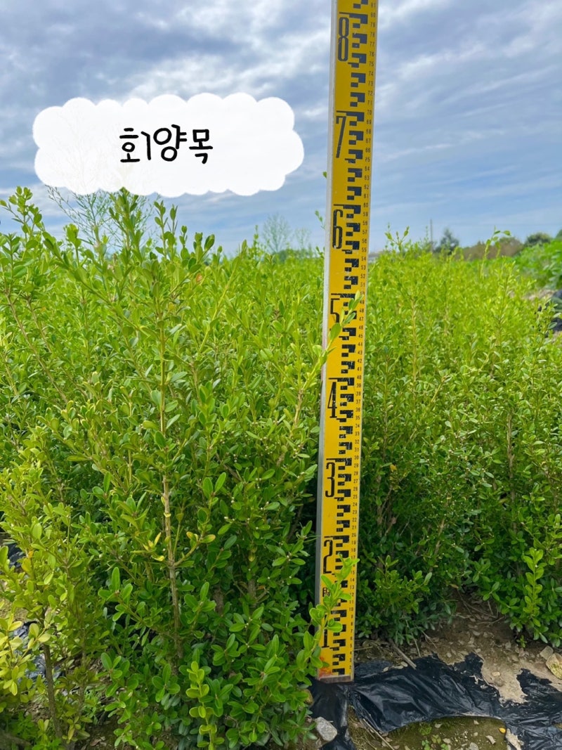 2026년 회양목 조경공사납품 정가네농원