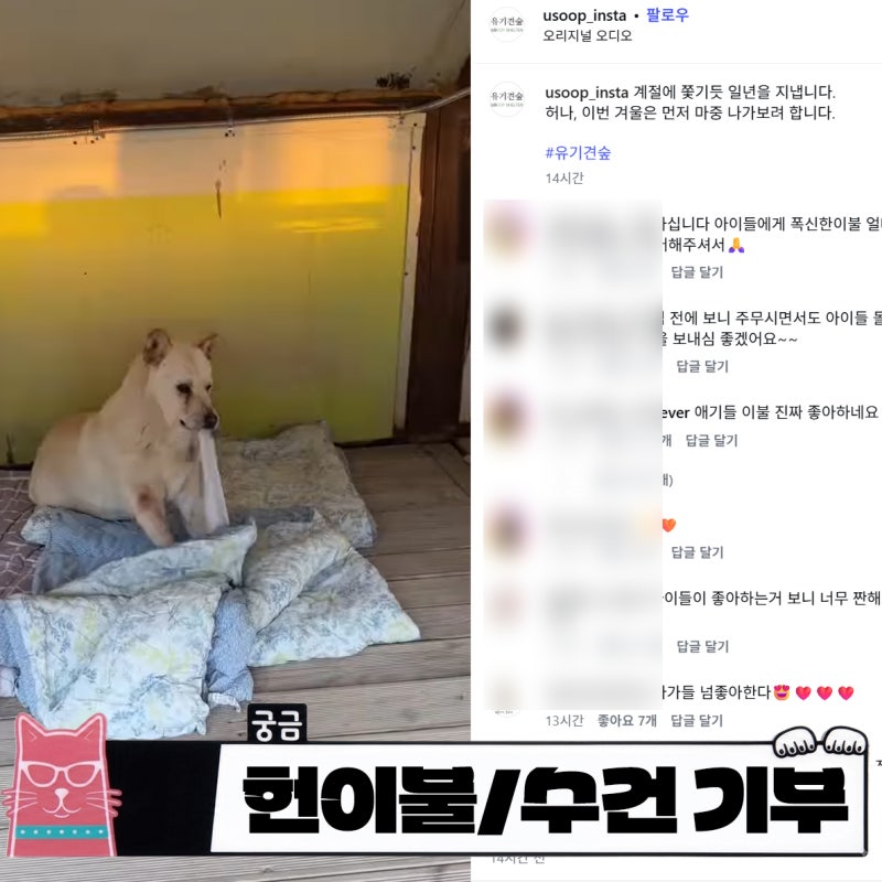 헌이불 버리는방법 찾기전에 유기견 보호센터 기부는 어떠세요?