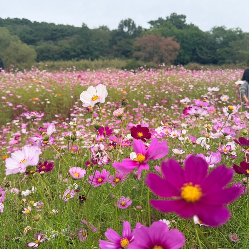 대전근교 가을나들이 추천｜코스모스 언덕과 갈대밭이 끝내주는 청주 상당산성 방문후기