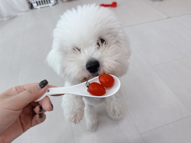슈퍼푸드라 괜찮을줄 알았죠, 강아지 방울토마토 주의점