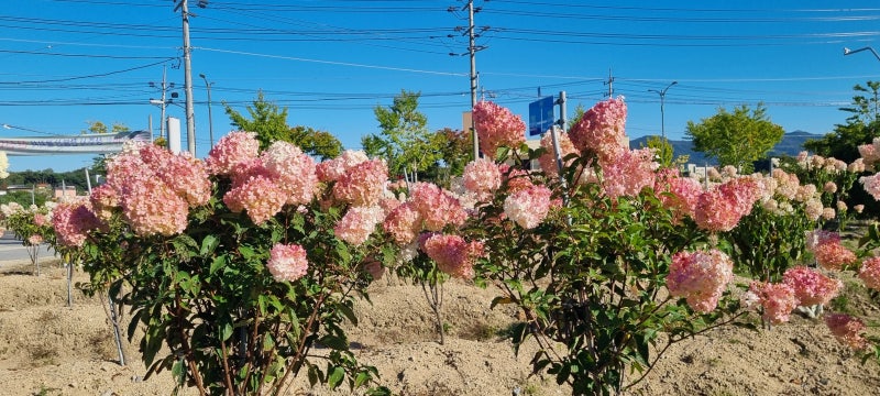 나무수국의 꽃이 예쁘게 변하고 있습니다.