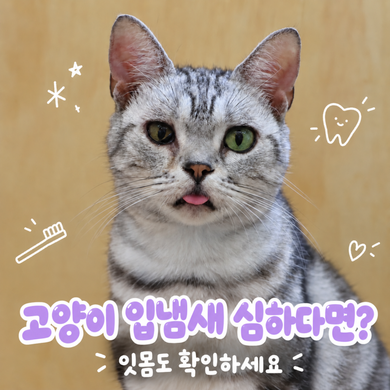 고양이 입냄새 붉은 잇몸, 치주염 증상일 수 있다고? 치료 방법은?