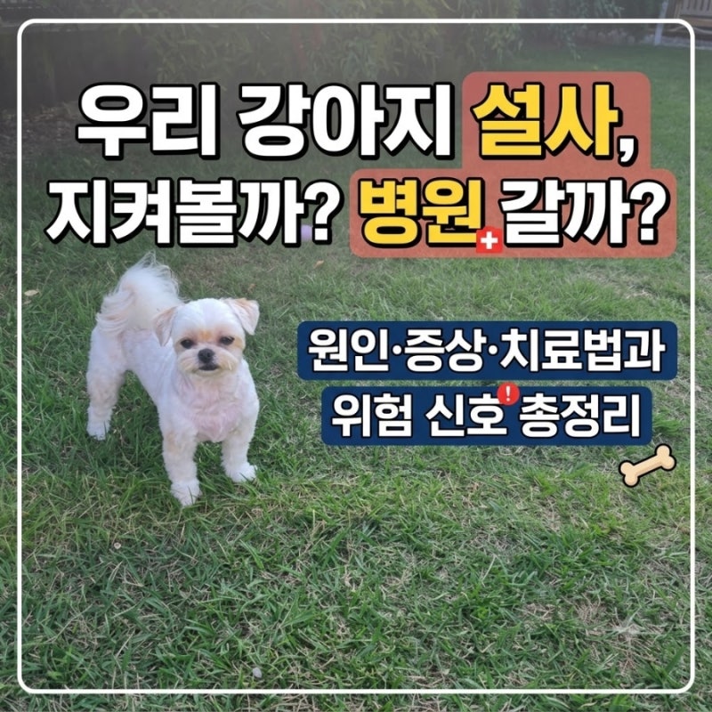 우리 강아지 설사, 지켜볼까? 병원 갈까?원인·증상·치료법과 위험 신호 총정리